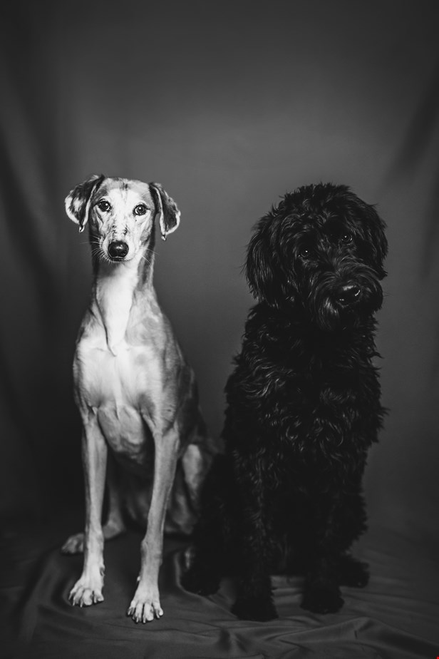 Hundarna Molly och Barbro foto Kajsa Göransson